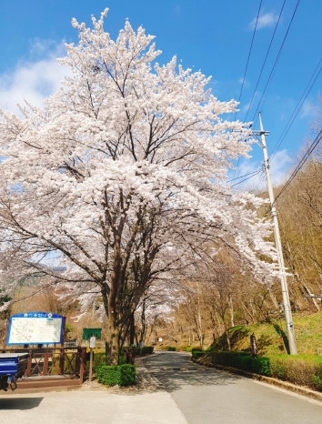 만수산자연휴양림 이미지