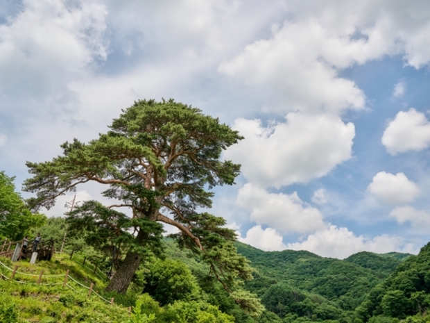 남원시, 지리산 정령치 순환버스로 떠나는 여름여행:경인투데이뉴스 ≪경인투데이뉴스≫ 남원시, 지리산 정령치 순환버스로 떠나는 여름여행