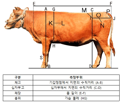 강원축산 이미지