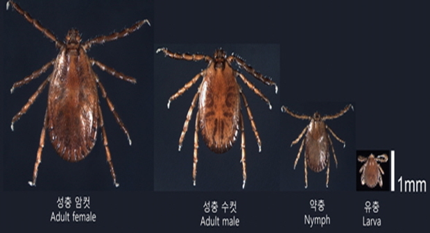 수풀 이미지