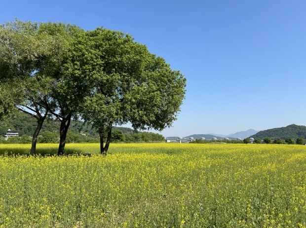 여주 당남리섬 경관농업단지 호우피해 딛고 유채꽃 개화